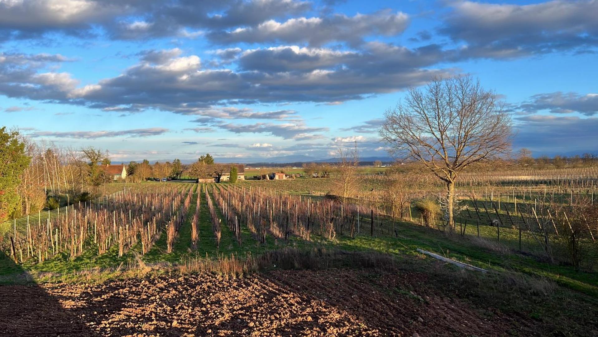 Oasis Tout Confort A Bergheim, Alsace エクステリア 写真